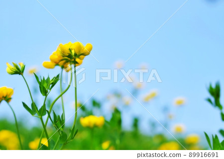 Bright blue sky and cute yellow flowers Bright blue sky and cute yellow flowers 89916691