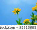 Bright blue sky and cute yellow flowers 89916695