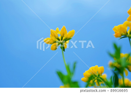 Bright blue sky and cute yellow flowers 89916695