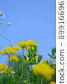 Bright blue sky and cute yellow flowers 89916696