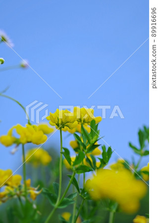 Bright blue sky and cute yellow flowers Bright blue sky and cute yellow flowers 89916696