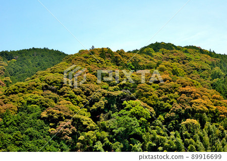靜岡市水色初夏里山 靜岡市水色初夏里山 89916699