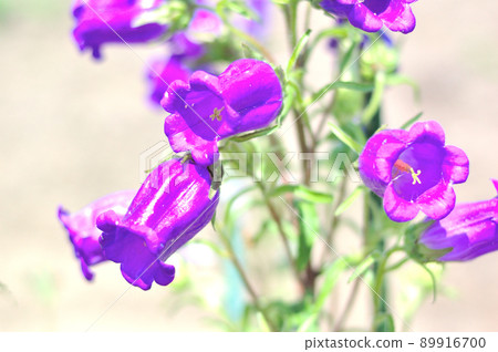 Purple flower Purple flower 89916700