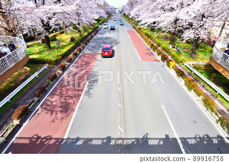 Sakura blooming in full bloom on Kunitachi Daigaku Dori 89916758