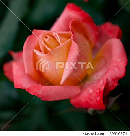 Rose dynasty created in Japan Rose dynasty created in Japan 89916774