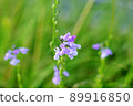 Spring wild grass pine toadflax found on the roadside 89916850