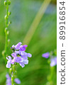 Spring wild grass pine toadflax found on the roadside 89916854
