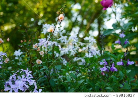 Rosa & Berry Tawada with blooming roses and clematis 89916927