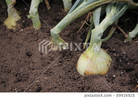 Cultivation of onion Cultivation of onion 89916928
