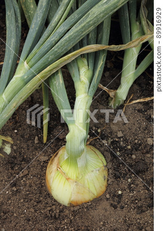 Cultivation of onion Cultivation of onion 89916929