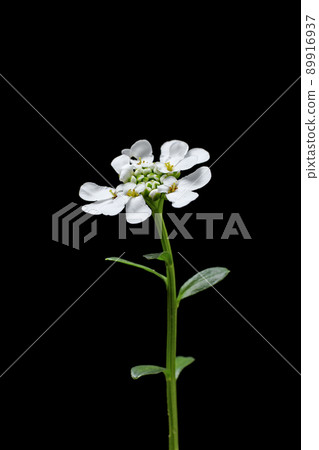 Iberisu Iberisu 89916937