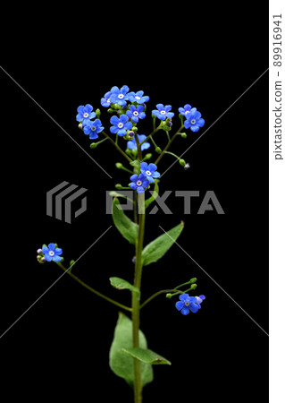Veronica Oxford Veronica Oxford 89916941