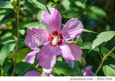 Pink flowers of Hibiscus moscheutos plant close-up. Hibiscus moscheutos, swamp hibiscus, 89917006