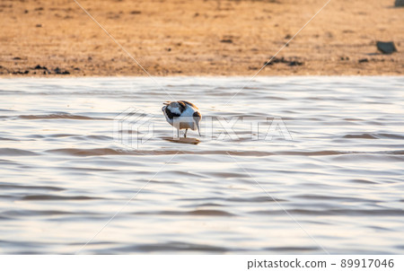 Water bird pied avocet, Recurvirostra avosetta, feeding in the lake. The pied avocet is a large black and white wader with long, upturned beak Water bird pied avocet, Recurvirostra avosetta, feeding in the lake. The pied avocet is a large black and white wader with long, upturned beak 89917046
