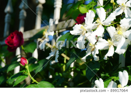 Rosa & Berry Tawada with blooming roses and clematis 89917064