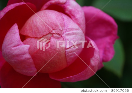 Rosa & Berry Tawada 與盛開的玫瑰和鐵線蓮 89917066