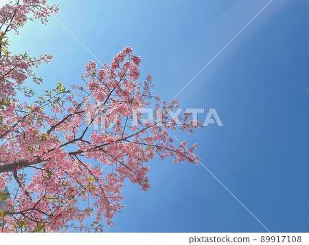 Blue sky and cherry trees 89917108