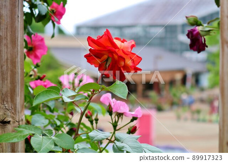 Spring rose garden Mikamoyama, a rose flower that emerges from the fence 89917323