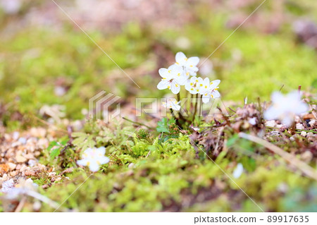 Flowers of Baikaouren Flowers of Baikaouren 89917635