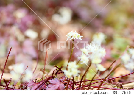 Seri bauren flowers Seri bauren flowers 89917636
