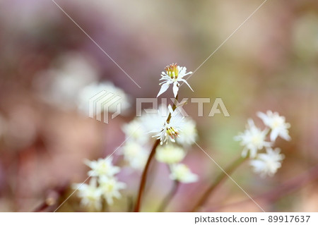 Seri bauren flowers Seri bauren flowers 89917637