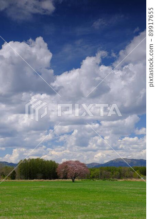 Tree that passed Teshikaga Town Tree that passed Teshikaga Town 89917655