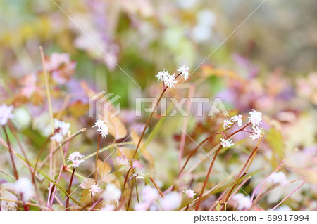 Seri bauren flowers Seri bauren flowers 89917994