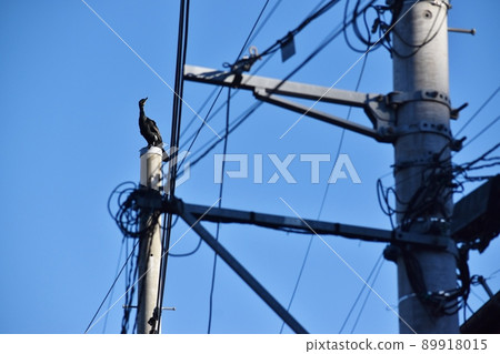 Great cormorant perching on the top of a telephone pole 89918015