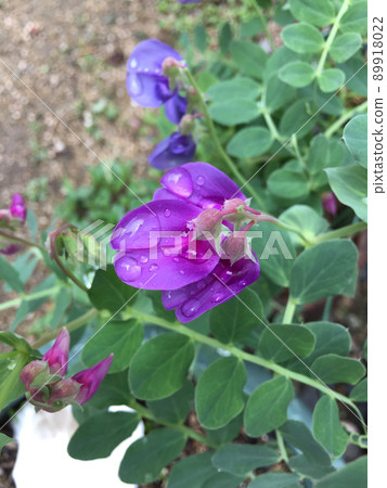 Beach pea flowers after the rain Beach pea flowers after the rain 89918022