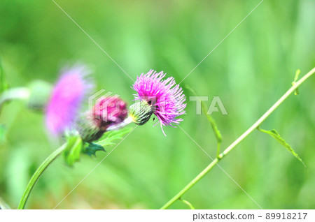 野生薊開花草甸 野生薊開花草甸 89918217