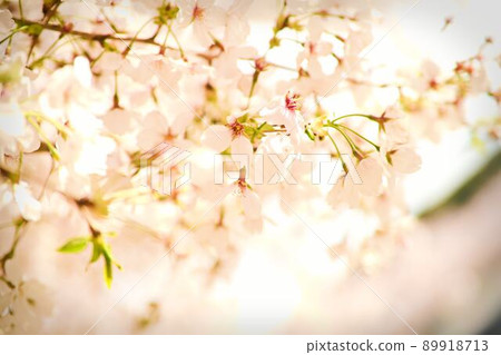 Cherry blossoms that transmit the sunlight 89918713
