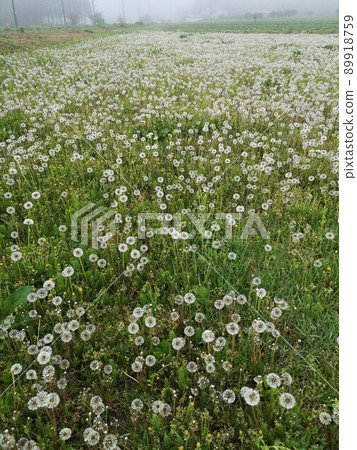 Dandelion cotton hat 89918759