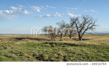 prairie in northern Colorado with a group of trees and stream prairie in northern Colorado with a group of trees and stream 89918764