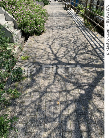 Sidewalk 89918870