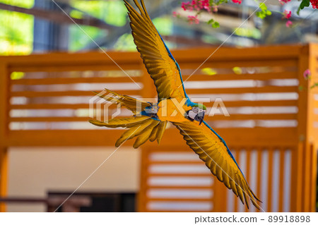 松江沃格爾公園鳥類表演藍黃金剛鸚鵡 89918898