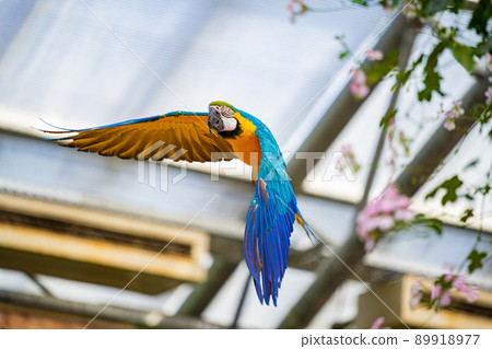 Matsue Vogel Park Bird Show Blue-and-yellow Macaw 89918977
