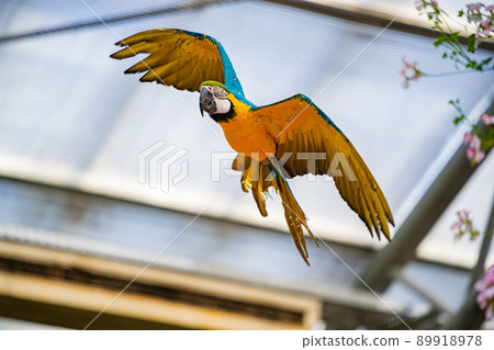 Matsue Vogel Park Bird Show Blue-and-yellow Macaw 89918978
