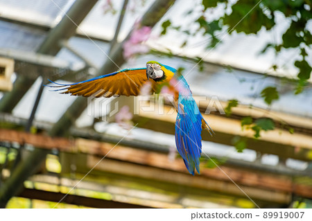 松江沃格爾公園鳥類表演藍黃金剛鸚鵡 89919007