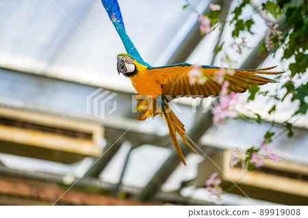 松江沃格爾公園鳥類表演藍黃金剛鸚鵡 89919008