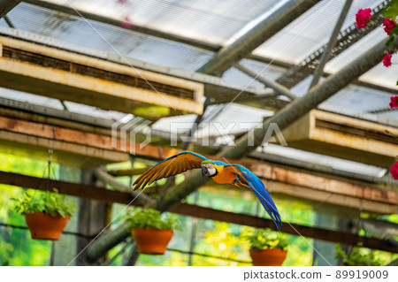 松江沃格爾公園鳥類表演藍黃金剛鸚鵡 89919009