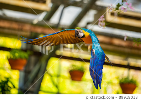 Matsue Vogel Park Bird Show Blue-and-yellow Macaw Matsue Vogel Park Bird Show Blue-and-yellow Macaw 89919018