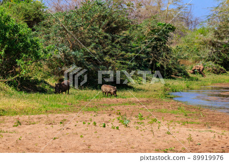 Common warthogs (Phacochoerus africanus) in Ngorongoro Crater National Park in Tanzania. Wildlife of Africa 89919976