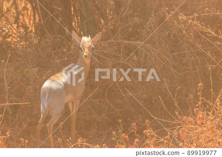 Kirk's dik-dik (Madoqua kirkii) in Lake Manyara national park, Tanzania 89919977