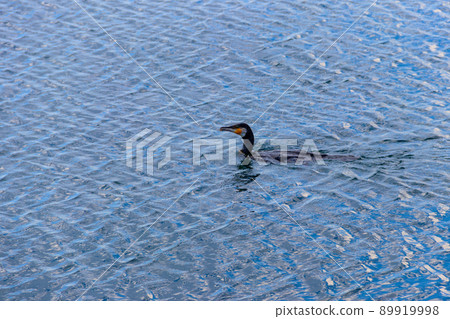 Great cormorant (Phalacrocorax carbo) swimming in a sea Great cormorant (Phalacrocorax carbo) swimming in a sea 89919998