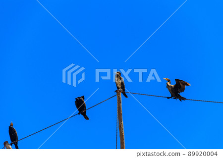 Great black cormorants (Phalacrocorax carbo) 89920004
