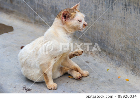 Stray cat on a concrete bench in a park. Concept of protecting homeless animals Stray cat on a concrete bench in a park. Concept of protecting homeless animals 89920034