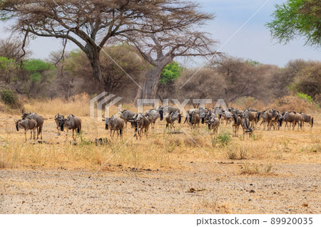 Herd of blue wildebeest (Connochaetes taurinus) in Tarangire National Park, Tanzania Herd of blue wildebeest (Connochaetes taurinus) in Tarangire National Park, Tanzania 89920035