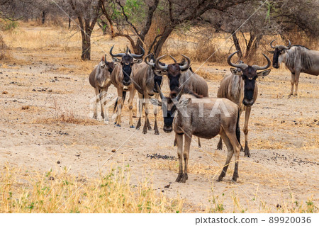 Herd of blue wildebeest (Connochaetes taurinus) in Tarangire National Park, Tanzania Herd of blue wildebeest (Connochaetes taurinus) in Tarangire National Park, Tanzania 89920036