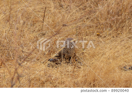 Banded mongoose (Mungos mungo) in dry grass in Tarangire national park, Tanzania Banded mongoose (Mungos mungo) in dry grass in Tarangire national park, Tanzania 89920040