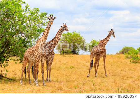 Giraffes in savanna in Serengeti national park in Tanzania. Wild nature of Tanzania, East Africa 89920057